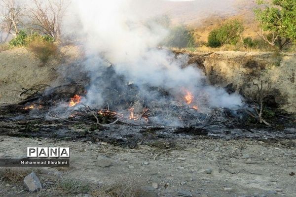 کشف مزرعه شاهدانه توسط سربازان گمنان امام زمان (عج) در سپاه ناحیه سمنان