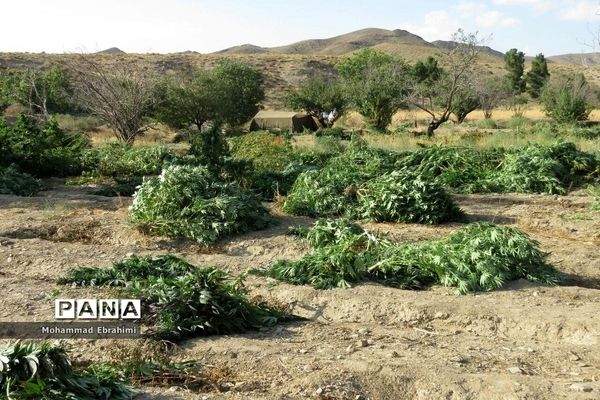 کشف مزرعه شاهدانه توسط سربازان گمنان امام زمان (عج) در سپاه ناحیه سمنان