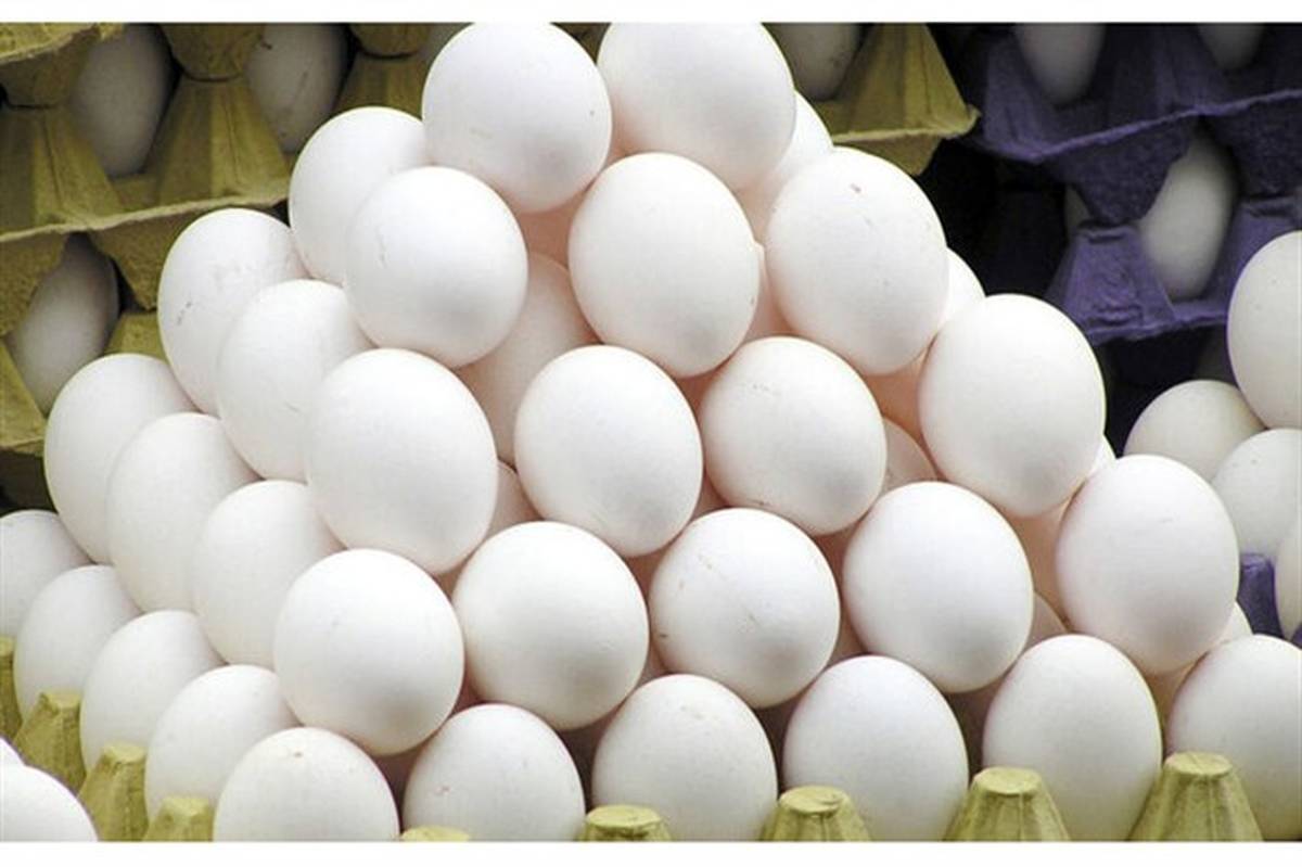 قیمت هر شانه تخم مرغ ۳۱ هزار تومان تعیین شد