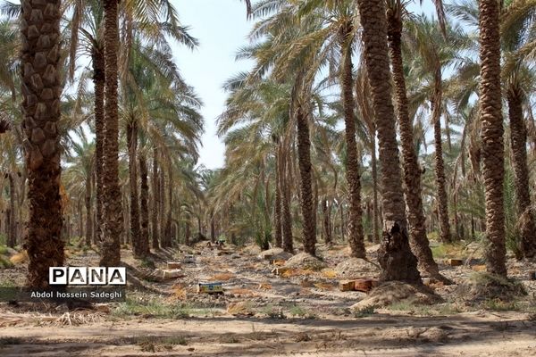 برداشت خرما در منطقه آب پخش دشتستان