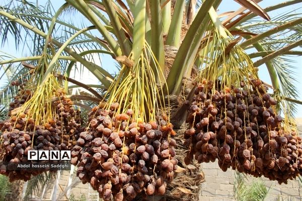 برداشت خرما در منطقه آب پخش دشتستان