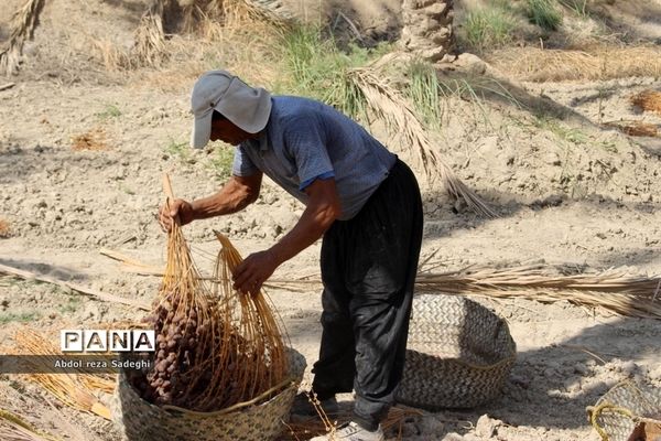 برداشت خرما در منطقه آب پخش دشتستان