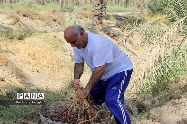 برداشت خرما در منطقه آب پخش دشتستان