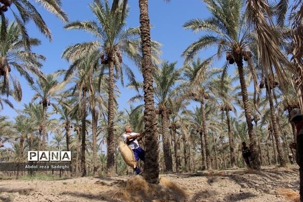 برداشت خرما در منطقه آب پخش دشتستان