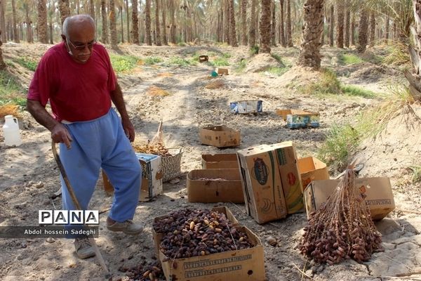 برداشت خرما در منطقه آب پخش دشتستان