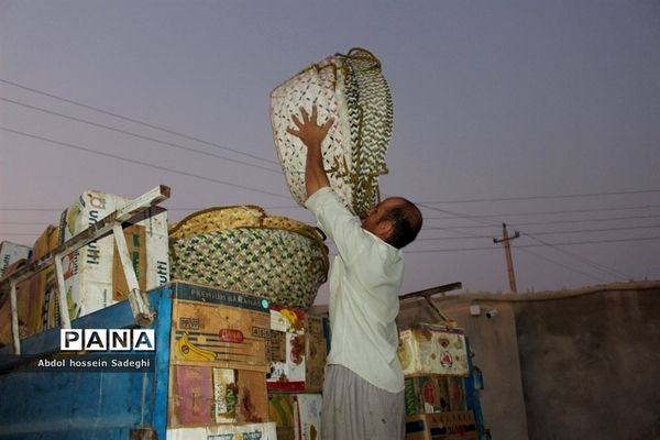 برداشت خرما در منطقه آب پخش دشتستان