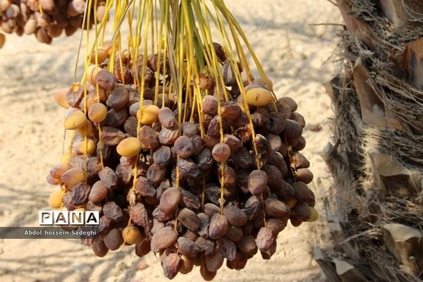 برداشت خرما در منطقه آب پخش دشتستان