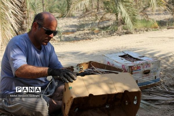 برداشت خرما در منطقه آب پخش دشتستان