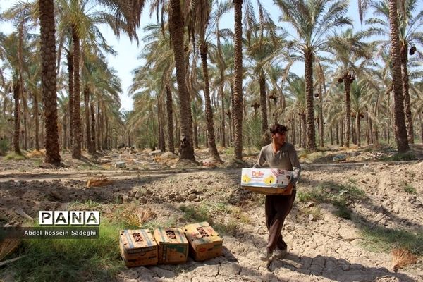 برداشت خرما در منطقه آب پخش دشتستان