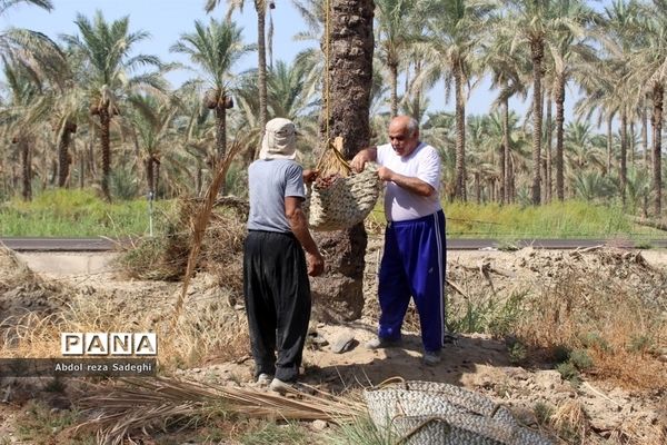 برداشت خرما در منطقه آب پخش دشتستان