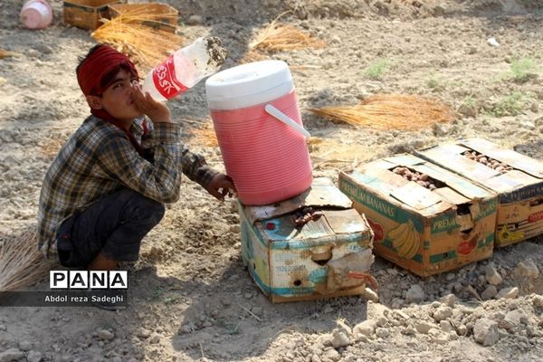 برداشت خرما در منطقه آب پخش دشتستان