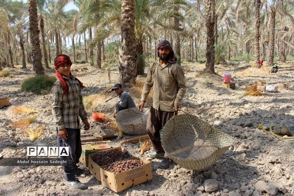 برداشت خرما در منطقه آب پخش دشتستان