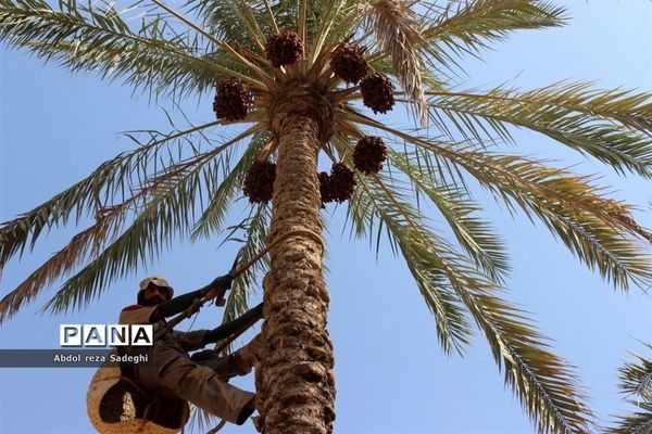 برداشت خرما در منطقه آب پخش دشتستان