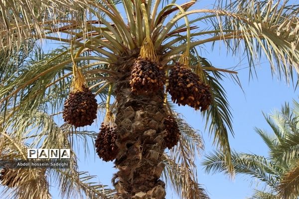 برداشت خرما در منطقه آب پخش دشتستان