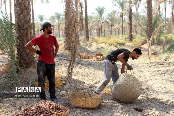 برداشت خرما در منطقه آب پخش دشتستان