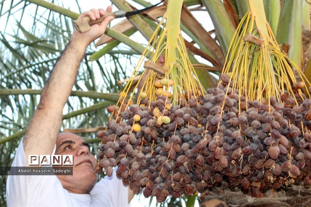 برداشت خرما در منطقه آب پخش دشتستان