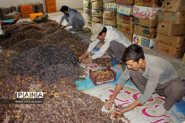 برداشت خرما در منطقه آب پخش دشتستان