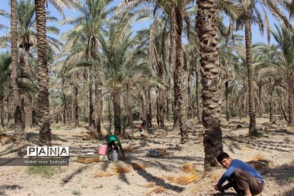 برداشت خرما در منطقه آب پخش دشتستان