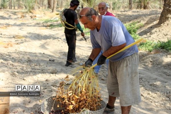 برداشت خرما در منطقه آب پخش دشتستان