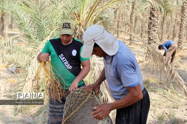 برداشت خرما در منطقه آب پخش دشتستان