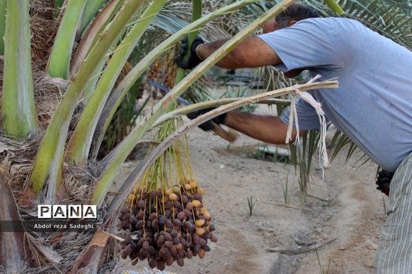 برداشت خرما در منطقه آب پخش دشتستان