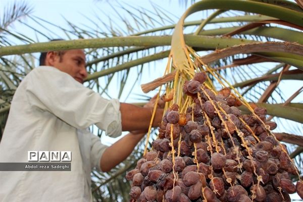 برداشت خرما در منطقه آب پخش دشتستان