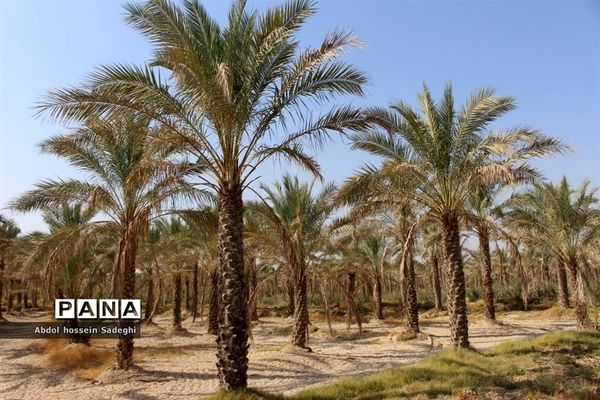 برداشت خرما در منطقه آب پخش دشتستان