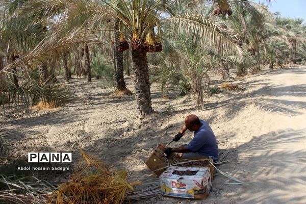 برداشت خرما در منطقه آب پخش دشتستان