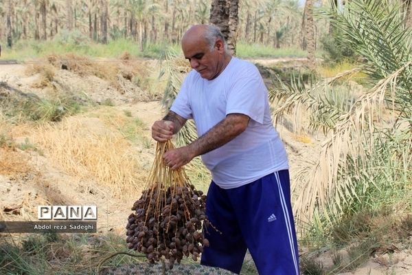 برداشت خرما در منطقه آب پخش دشتستان