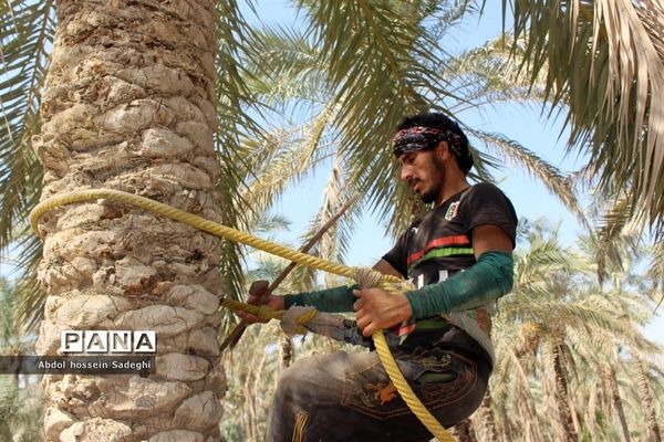 برداشت خرما در منطقه آب پخش دشتستان