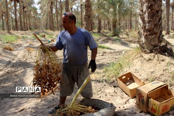 برداشت خرما در منطقه آب پخش دشتستان