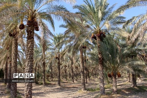 برداشت خرما در منطقه آب پخش دشتستان