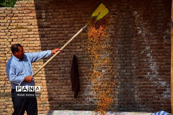 برداشت انگور و خط تولید کشمش در شهرستان ملکان