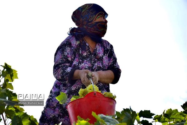 برداشت انگور و خط تولید کشمش در شهرستان ملکان