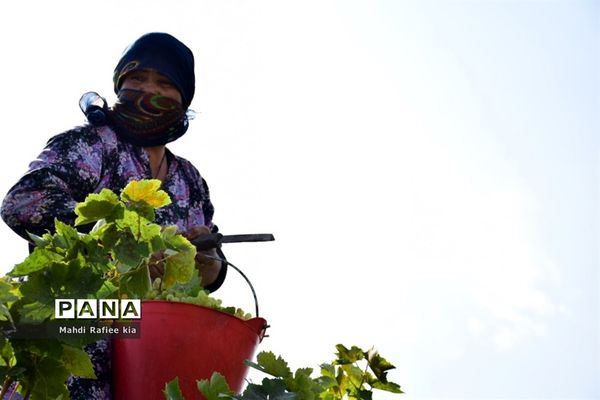 برداشت انگور و خط تولید کشمش در شهرستان ملکان