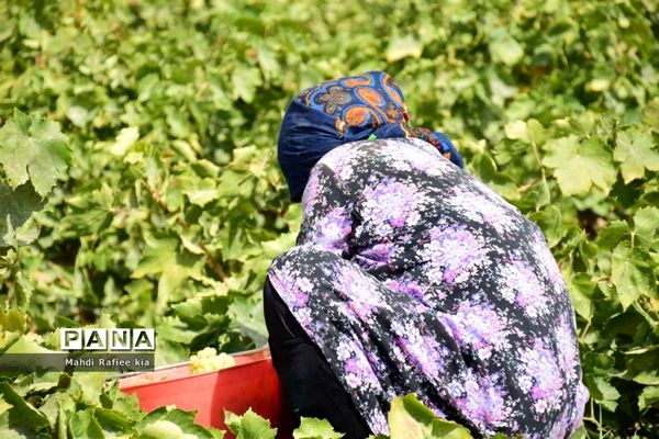 برداشت انگور و خط تولید کشمش در شهرستان ملکان