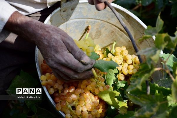 برداشت انگور و خط تولید کشمش در شهرستان ملکان