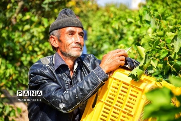 برداشت انگور و خط تولید کشمش در شهرستان ملکان