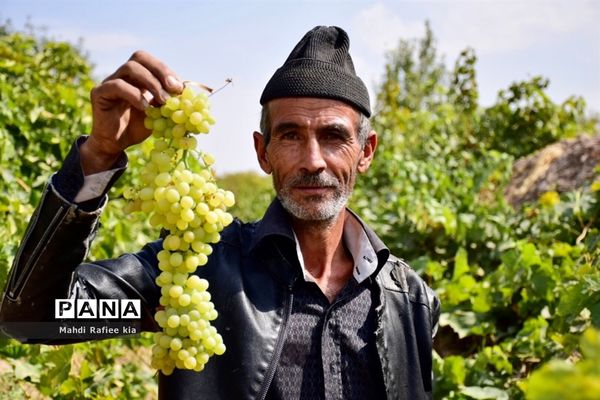 برداشت انگور و خط تولید کشمش در شهرستان ملکان