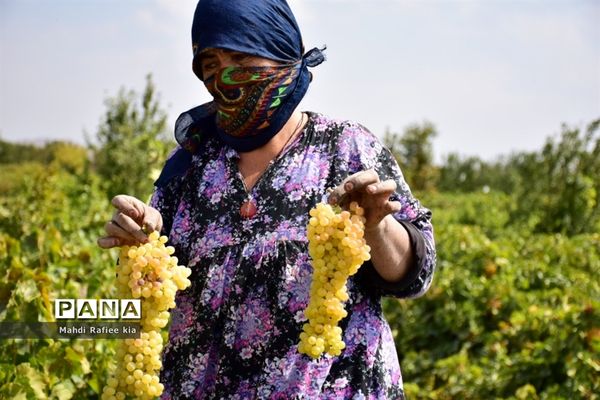 برداشت انگور و خط تولید کشمش در شهرستان ملکان