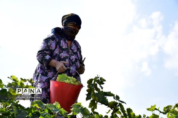 برداشت انگور و خط تولید کشمش در شهرستان ملکان