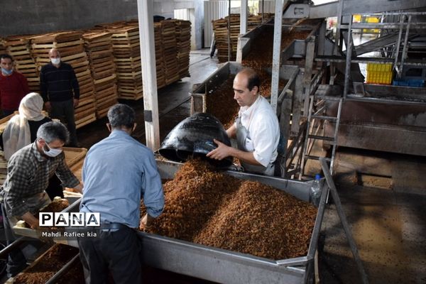 برداشت انگور و خط تولید کشمش در شهرستان ملکان