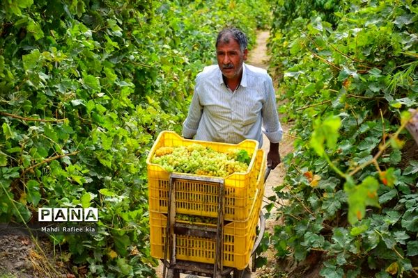 برداشت انگور و خط تولید کشمش در شهرستان ملکان