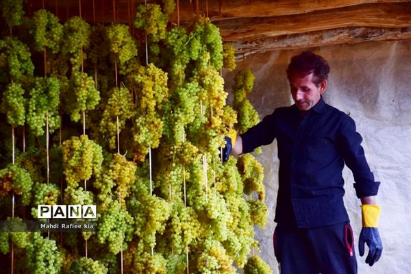 برداشت انگور و خط تولید کشمش در شهرستان ملکان