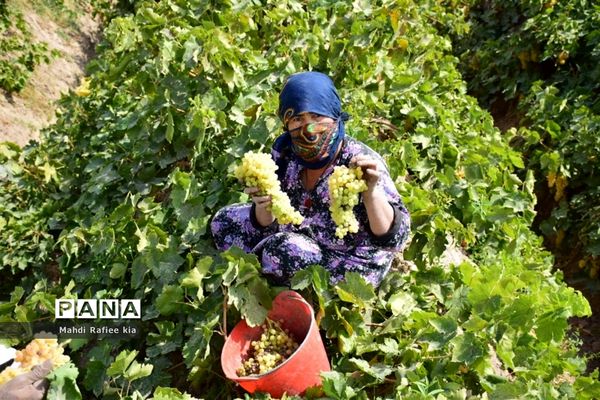 برداشت انگور و خط تولید کشمش در شهرستان ملکان