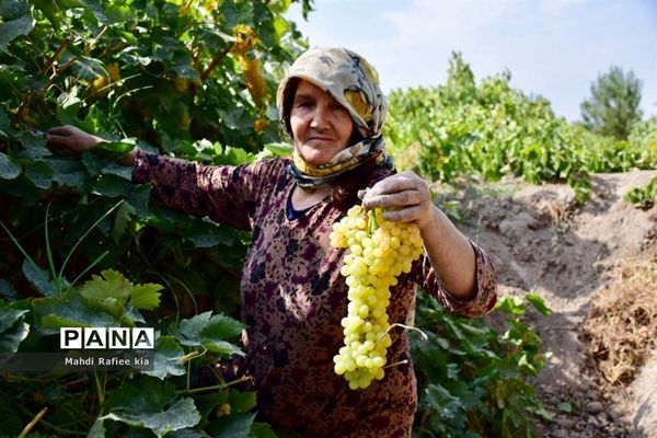 برداشت انگور و خط تولید کشمش در شهرستان ملکان