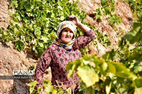 برداشت انگور و خط تولید کشمش در شهرستان ملکان