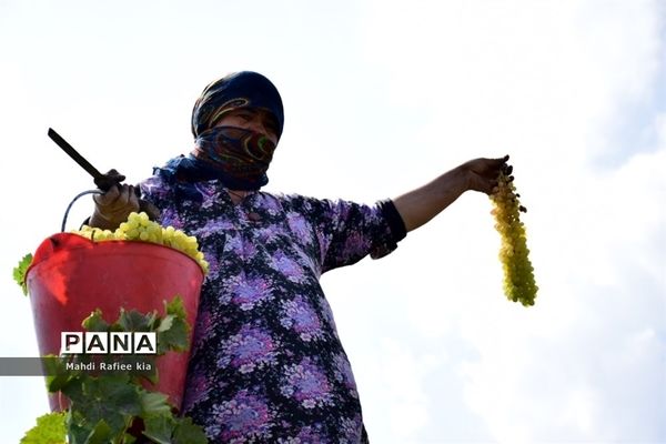 برداشت انگور و خط تولید کشمش در شهرستان ملکان