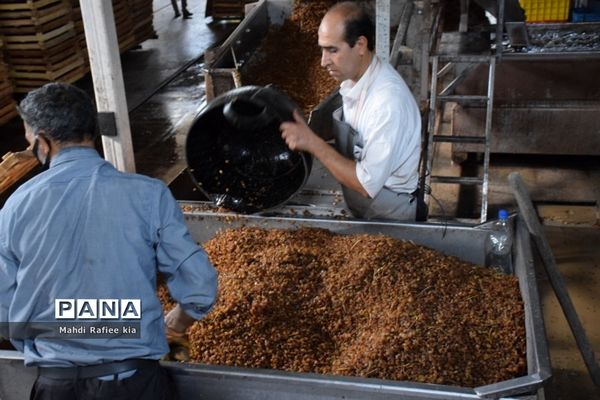 برداشت انگور و خط تولید کشمش در شهرستان ملکان