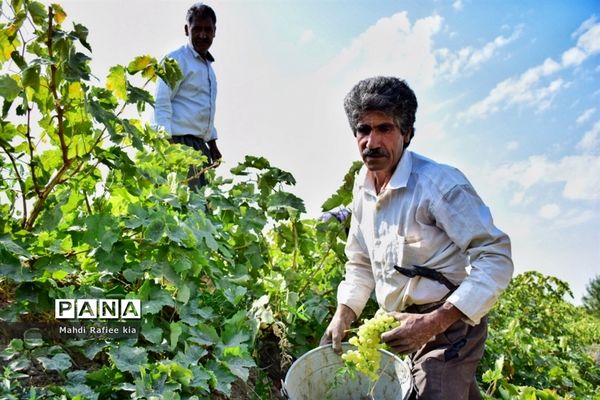 برداشت انگور و خط تولید کشمش در شهرستان ملکان